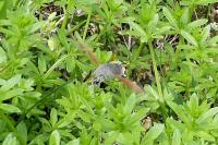 Macroglossum stellatarum