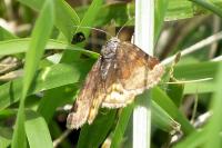 Euclidia glyphica