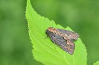 Dypterygia scabriuscula