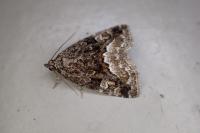 Deltote pygarga