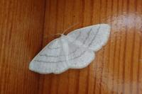 Cabera pusaria