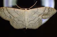 Idaea aversata