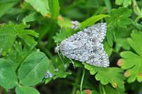 Acronicta aceris