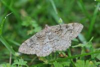 Alcis repandata