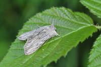 Cucullia lactucae