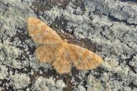 Hydrelia flammeolaria
