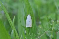 Cybosia mesomella
