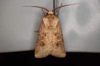 Agrotis clavis clavis