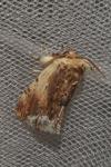 Ptilodon cucullina