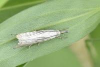 Chrysoteuchia culmella