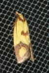 Agapeta zoegana