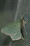 Hemithea aestivaria