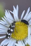 Scythris scopolella
