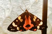 Callimorpha dominula