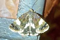 Tyta luctuosa