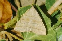 Herminia tarsicrinalis