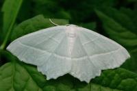 Campaea margaritaria