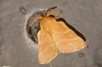 Malacosoma neustria