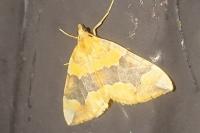 Cidaria fulvata