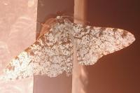 Biston betularia