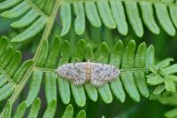 Idaea inquinata