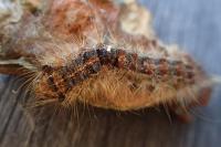 Lymantria dispar