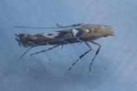 Acrocercops brongniardella