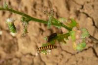 Tyria jacobaeae