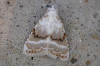 Meganola albula
