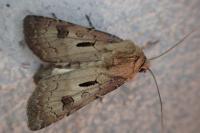 Agrotis exclamationis exclamationis