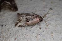 Elaphria venustula