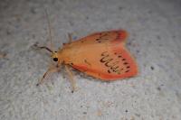 Miltochrista miniata