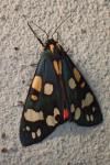 Callimorpha dominula