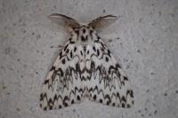 Lymantria monacha