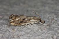 Catoptria verellus