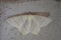 Ourapteryx sambucaria