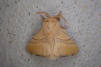 Malacosoma neustria