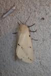 Spilarctia lutea