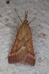 Synaphe punctalis