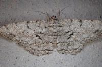 Hypomecis roboraria