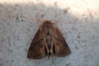 Apoda limacodes