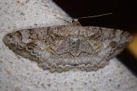 Alcis repandata