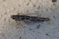 Batrachedra praeangusta