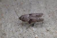 Blastobasis glandulella
