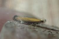 Monochroa cytisella