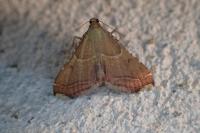 Endotricha flammealis