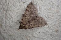 Aglossa pinguinalis