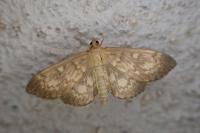 Anania lancealis