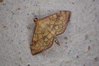 Anania verbascalis