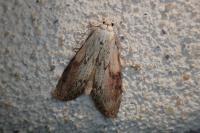 Aphomia sociella